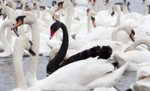 Black Swans or Wild Geese?