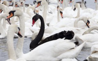 Black Swans or Wild Geese?