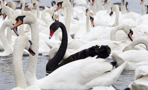 Black Swans or Wild Geese?